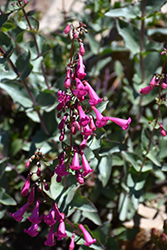 Sunset Crater Penstemon (Penstemon clutei) at Lakeshore Garden Centres