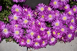 Starburst Ice Plant (Delosperma floribundum 'Starburst') at Lakeshore Garden Centres