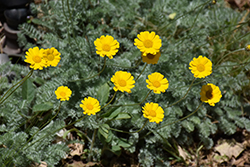 Filigree Daisy (Anthemis marschalliana) at Lakeshore Garden Centres