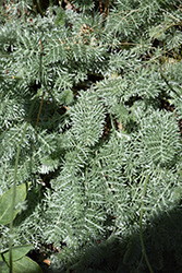 Filigree Daisy (Anthemis marschalliana) at Lakeshore Garden Centres