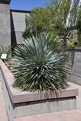 Sapphire Skies Yucca (Yucca rostrata 'Sapphire Skies') at Lakeshore Garden Centres