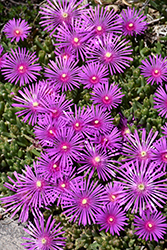 Purple Ice Plant (Delosperma cooperi) at Lakeshore Garden Centres