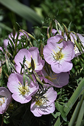 Evening Primrose (Oenothera speciosa) at Lakeshore Garden Centres