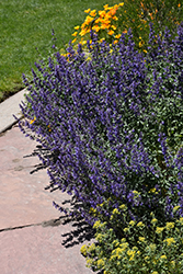 Six Hills Giant Catmint (Nepeta x faassenii 'Six Hills Giant') at Lakeshore Garden Centres