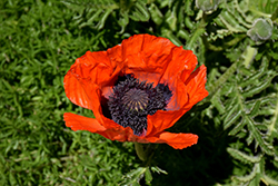 Beauty of Livermere Poppy (Papaver orientale 'Beauty of Livermere') at Peter Knippel Garden Centre