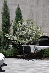 English Hawthorn (Crataegus laevigata) at Lakeshore Garden Centres