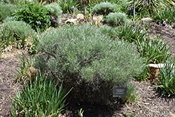 Yellow Rabbitbrush (Chrysothamnus viscidiflorus) at Lakeshore Garden Centres