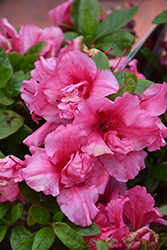 Bloom-A-Thon Hot Pink Reblooming Azalea (Rhododendron 'RLH1-11P1') at Lakeshore Garden Centres