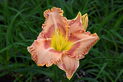 Princess Tutu Daylily (Hemerocallis 'Princess Tutu') at Lakeshore Garden Centres