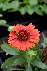 SpinTop Red Blanket Flower (Gaillardia aristata 'SpinTop Red') at Peter Knippel Garden Centre