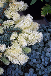 Spring Gold Colorado Spruce (Picea pungens 'Niemetz') at Lakeshore Garden Centres