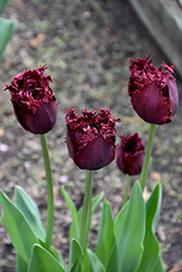Labrador Tulip (Tulipa 'Labrador') at Lakeshore Garden Centres