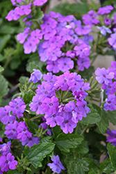 Firehouse Grape Verbena (Verbena 'Balfireape') at Lakeshore Garden Centres