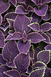 Vino Coleus (Solenostemon scutellarioides 'Vino') at Lakeshore Garden Centres