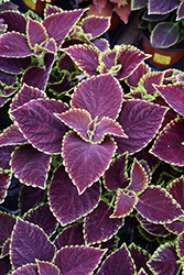 Premium Sun Chocolate Mint Coleus (Solenostemon scutellarioides 'Chocolate Mint') at Lakeshore Garden Centres
