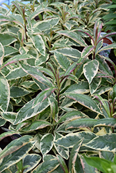 Olympus Garden Phlox (Phlox paniculata 'Olympus') at Lakeshore Garden Centres