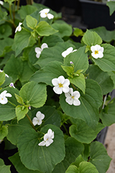 Western Canada White Violet (Viola rugulosa) at Lakeshore Garden Centres