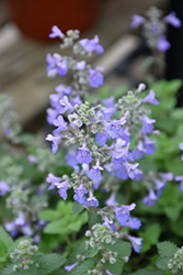 Picture Purrfect Catmint (Nepeta 'Picture Purrfect') at Golden Acre Home & Garden