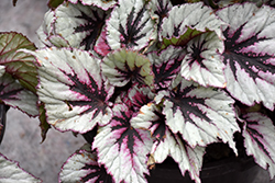 Shadow King Wintergreen Begonia (Begonia 'Shadow King Wintergreen') at Lakeshore Garden Centres