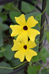 Sunny Lemon Star Black-Eyed Susan (Thunbergia alata 'Sunny Lemon Star') at Lakeshore Garden Centres