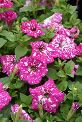 Headliner Light Pink Sky Petunia (Petunia 'KLEPH22597') at Lakeshore Garden Centres