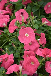 Sanguna Salmon Petunia (Petunia 'Sanguna Salmon') at Lakeshore Garden Centres