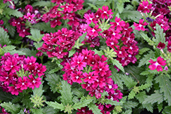 Beats Purple Verbena (Verbena 'KLEVP20037') at Lakeshore Garden Centres