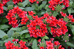 Beats Red Verbena (Verbena 'KLEVP20076') at Lakeshore Garden Centres