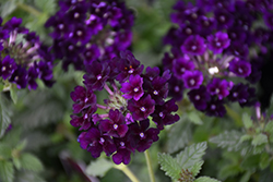 Lascar Black Velvet Verbena (Verbena 'KLEVP15618') at Lakeshore Garden Centres