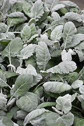 New Look Dusty Miller (Senecio cineraria 'New Look') at Lakeshore Garden Centres