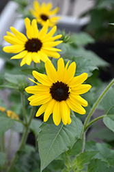 Suncredible Yellow (Helianthus 'Suncredible Yellow') at Lakeshore Garden Centres