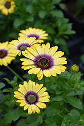 Zion Morning Sun African Daisy (Osteospermum 'KLEOE19395') at Lakeshore Garden Centres