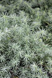 Parrots Beak (Lotus berthelotii) at Lakeshore Garden Centres