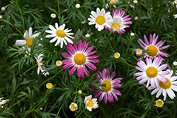 Comet Pink Shades Daisy (Argyranthemum frutescens 'Comet Pink Shades') at Lakeshore Garden Centres