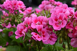 Dynamo Neon Rose Geranium (Pelargonium 'Dynamo Neon Rose') at Lakeshore Garden Centres