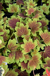 Vancouver Centennial Geranium (Pelargonium 'Vancouver Centennial') at Lakeshore Garden Centres