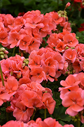 Patriot Evening Glow Geranium (Pelargonium 'Patriot Evening Glow') at Lakeshore Garden Centres