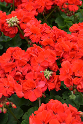 Patriot Bright Red Geranium (Pelargonium 'Patriot Bright Red') at Lakeshore Garden Centres