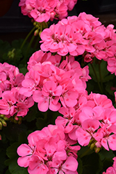 Patriot Tickled Pink Geranium (Pelargonium 'Patriot Tickled Pink') at Lakeshore Garden Centres