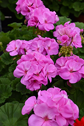Patriot Lavender Blue Geranium (Pelargonium 'Patriot Lavender Blue') at Lakeshore Garden Centres