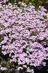 Coral Eye Moss Phlox (Phlox subulata 'Coral Eye') at Lakeshore Garden Centres