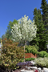 Starlite Flowering Crab (Malus 'Jeflite') at Lakeshore Garden Centres