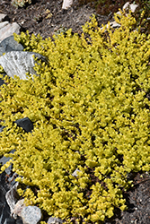 Goldilocks Creeping Jenny (Lysimachia nummularia 'Goldilocks') at Lakeshore Garden Centres