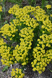 Cypress Spurge (Euphorbia cyparissias) at Lakeshore Garden Centres