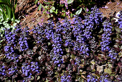 Black Scallop Bugleweed (Ajuga reptans 'Black Scallop') at Peter Knippel Garden Centre
