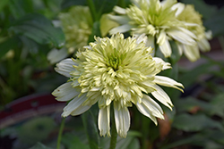 Cone-fections Honeydew Coneflower (Echinacea 'Honeydew') at Lakeshore Garden Centres