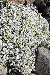 Silver Carpet Snow-In-Summer (Cerastium tomentosum 'Silver Carpet') at Lakeshore Garden Centres