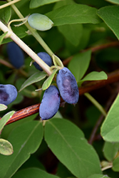 Boreal Beauty Honeyberry (Lonicera caerulea 'Boreal Beauty') at Lakeshore Garden Centres