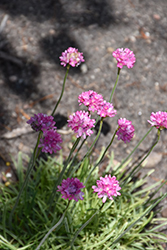 Nifty Thrifty Sea Thrift (Armeria maritima 'Nifty Thrifty') at Lakeshore Garden Centres