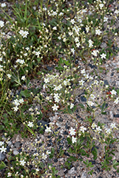 Three Toothed Potentilla (Potentilla tridentata) at Lakeshore Garden Centres